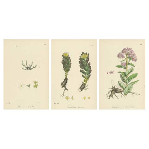 Botanical Engravings of Mossy Tillaea, Rose-root, and Broad-leaved Orpine, 1902