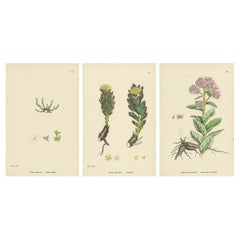 Botanical Engravings of Mossy Tillaea, Rose-root, and Broad-leaved Orpine, 1902 Botanical Engravings of Mossy Tillaea, Rose-root, and Broad-leaved Orpine, 1902