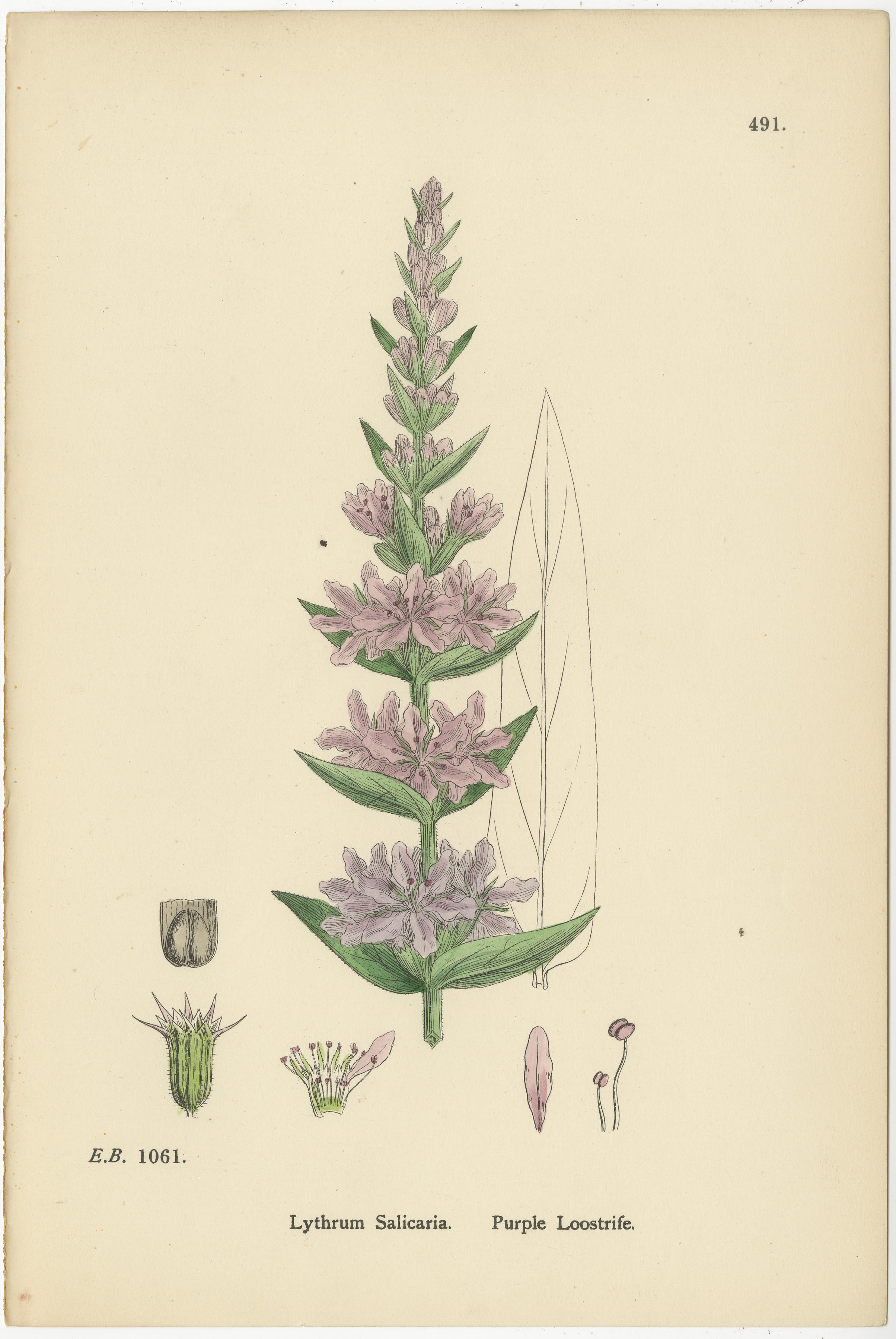 Incisioni botaniche colorate a mano di erba cipollina, erba polis e giunco d'acqua, 1902

Descrizione:
Questo bellissimo set di tre antiche incisioni botaniche, risalenti al 1902, presenta uno studio armonioso della flora delle zone umide