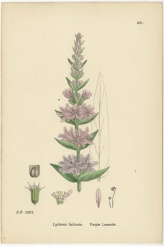 Botanical Engravings of Purple Loosestrife, Grass-Poly and Water-Purselane, 1902