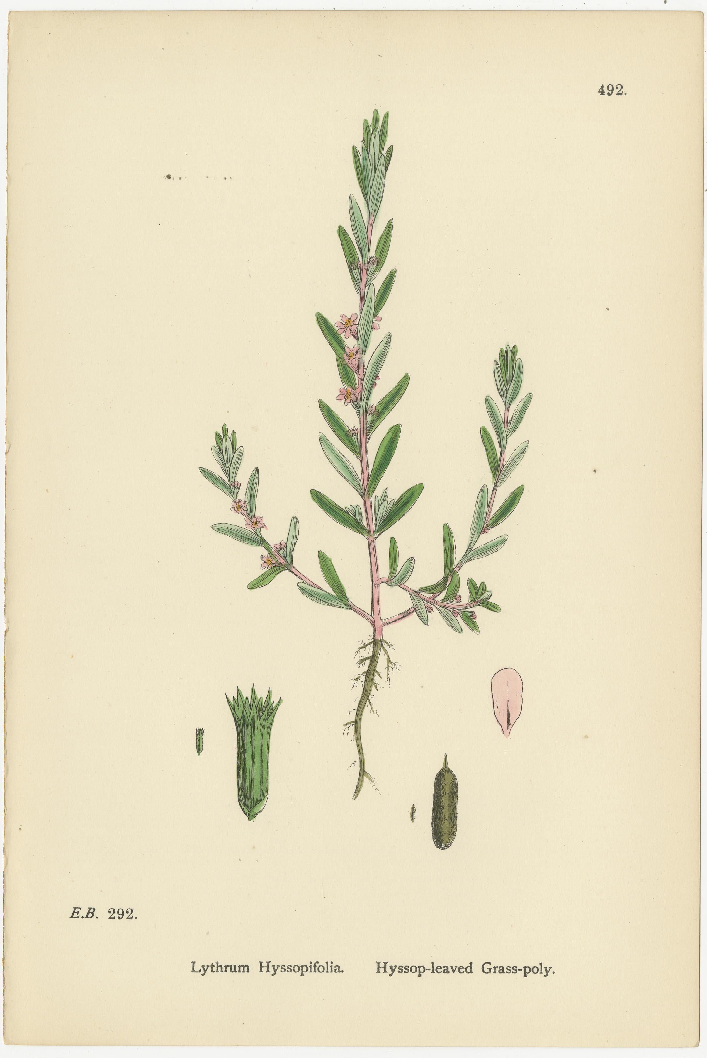 Britannico Incisioni botaniche di Loosestrife violacea, Erba-polvere e Borselana d'acqua, 1902 in vendita