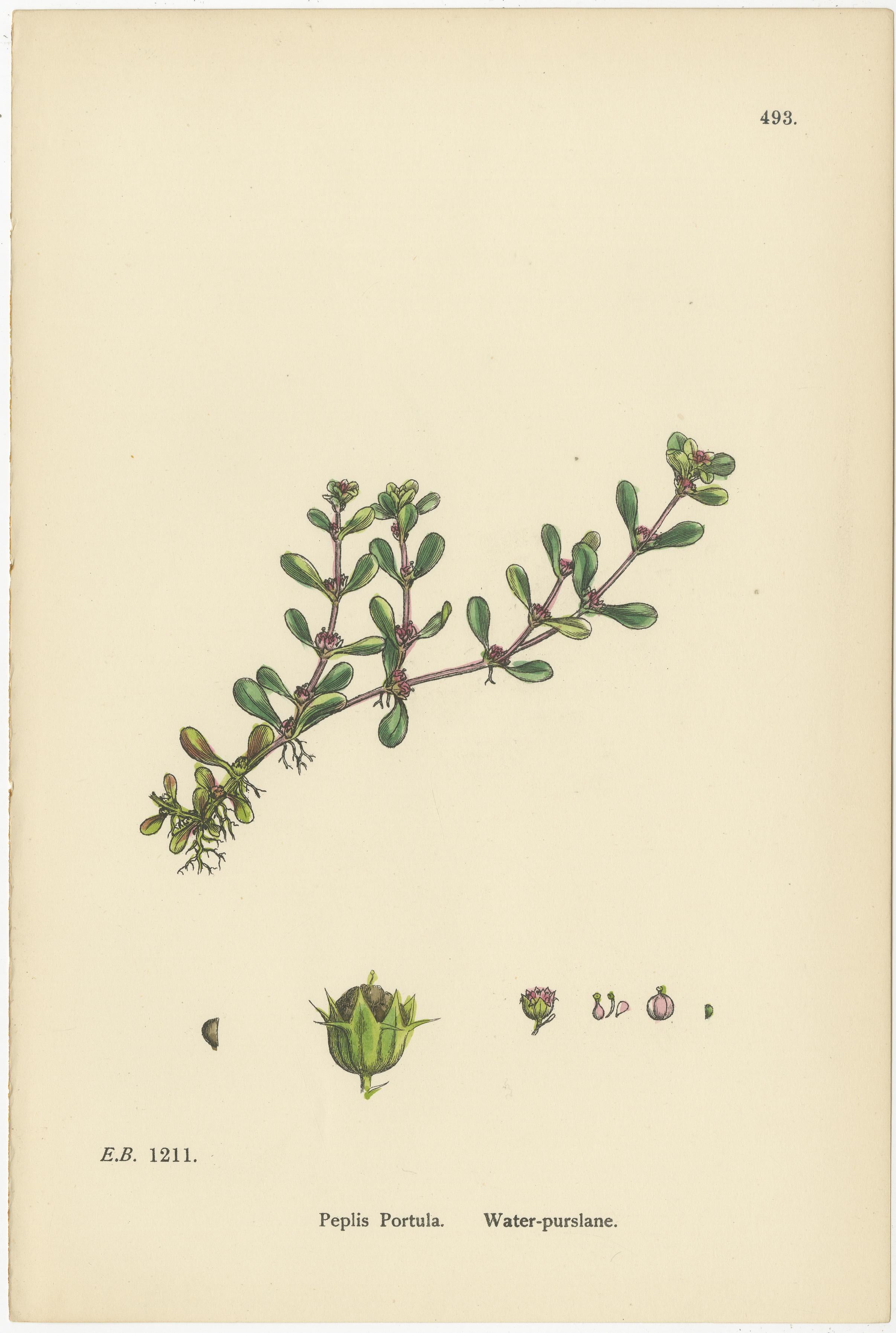 Incisioni botaniche di Loosestrife violacea, Erba-polvere e Borselana d'acqua, 1902 In condizioni buone in vendita a Langweer, NL
