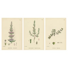 Botanical Engravings of Purple Loosestrife, Grass-Poly and Water-Purselane, 1902