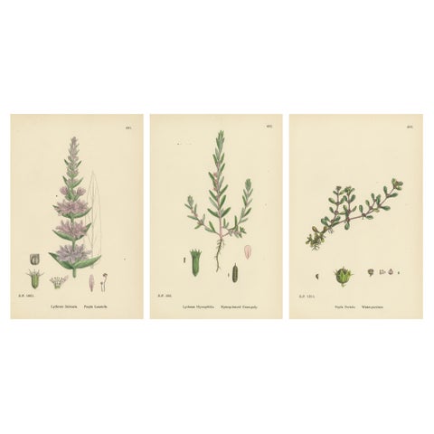 Botanical Engravings of Purple Loosestrife, Grass-Poly and Water-Purselane, 1902