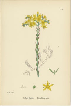 Botanical Engravings of Rock and Forster’s Stone-Crop with House-Leek, 1902