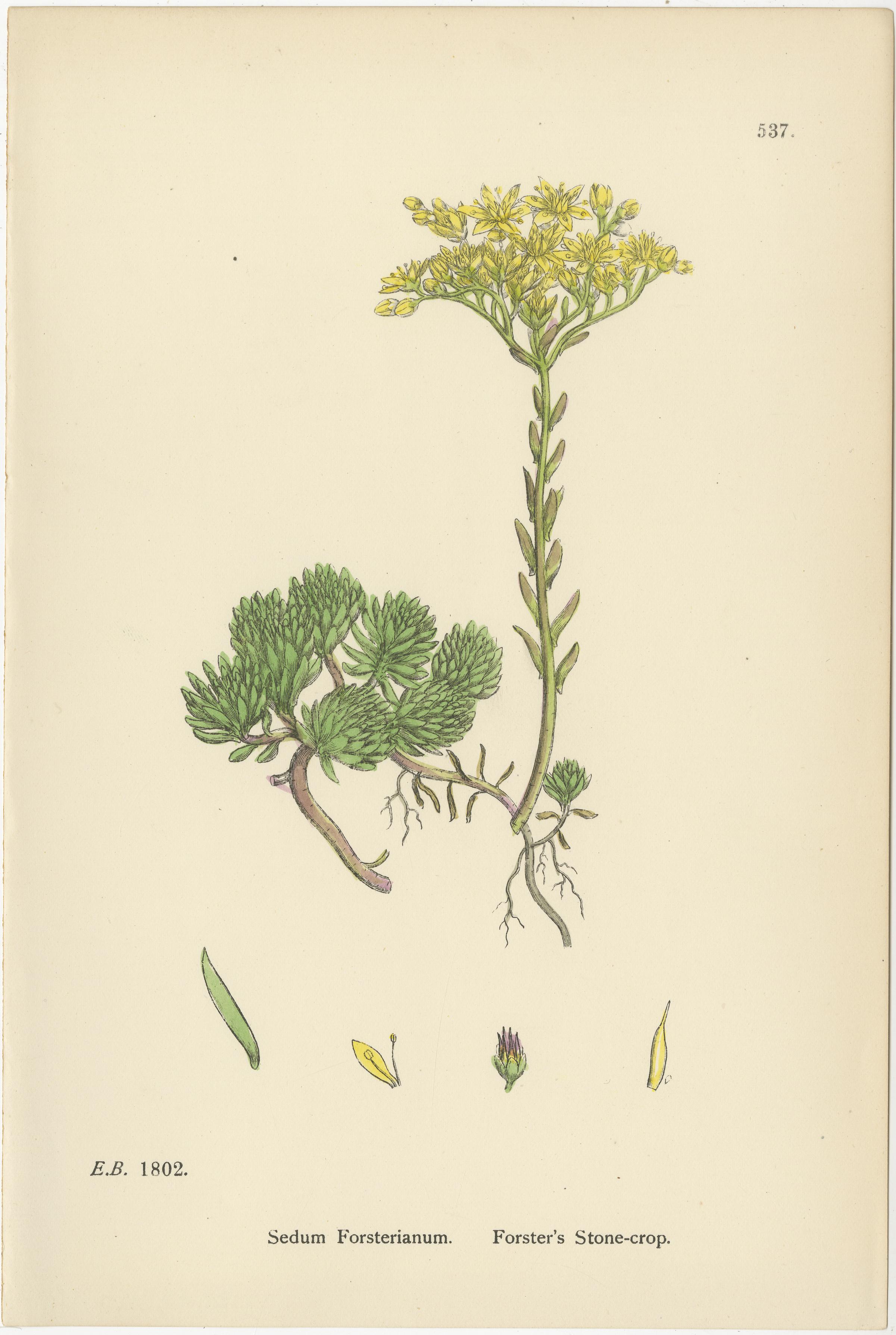 Britannico Incisioni botaniche di Rock e Forster con porro domestico, 1902 in vendita