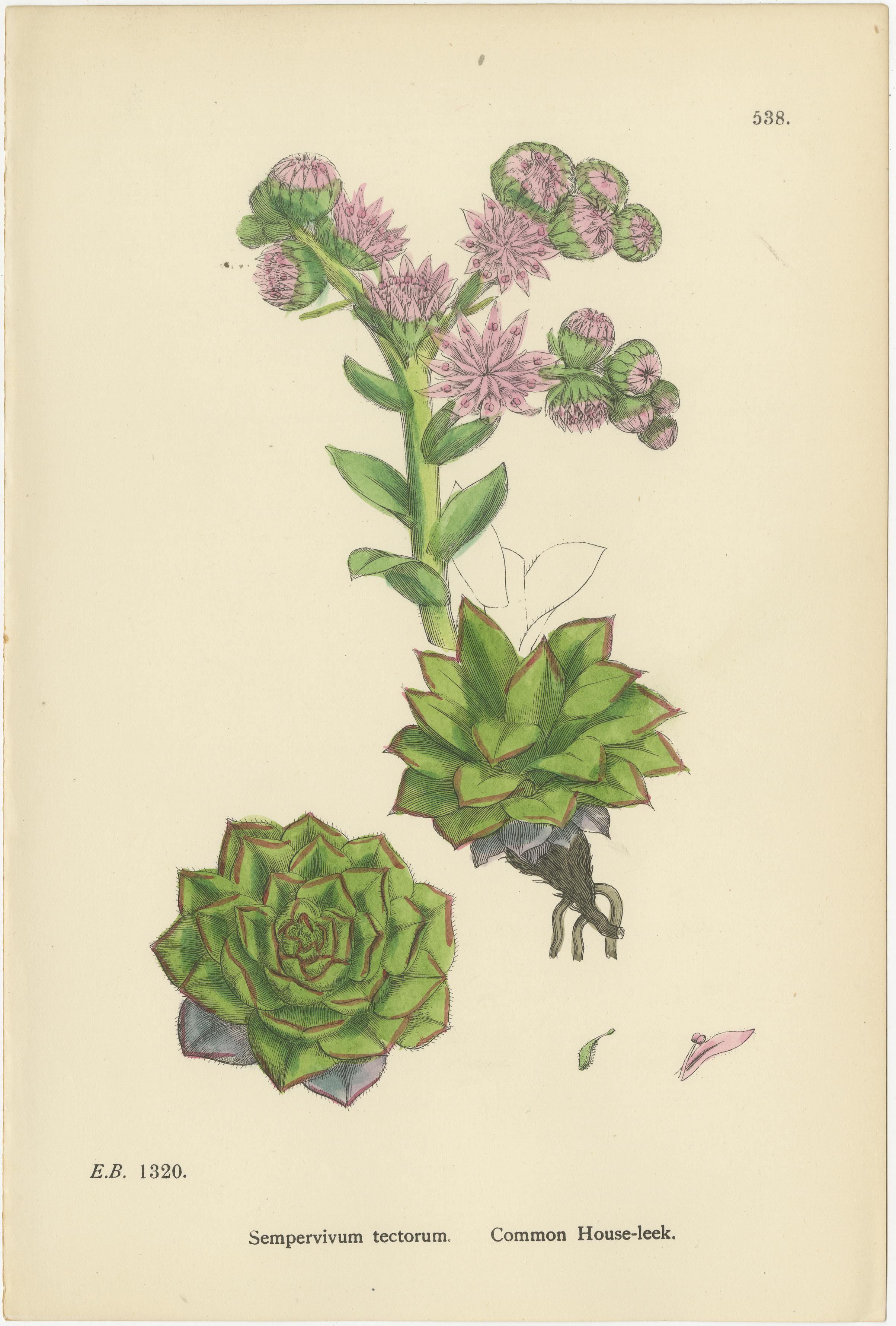 Incisioni botaniche di Rock e Forster con porro domestico, 1902 In condizioni buone in vendita a Langweer, NL