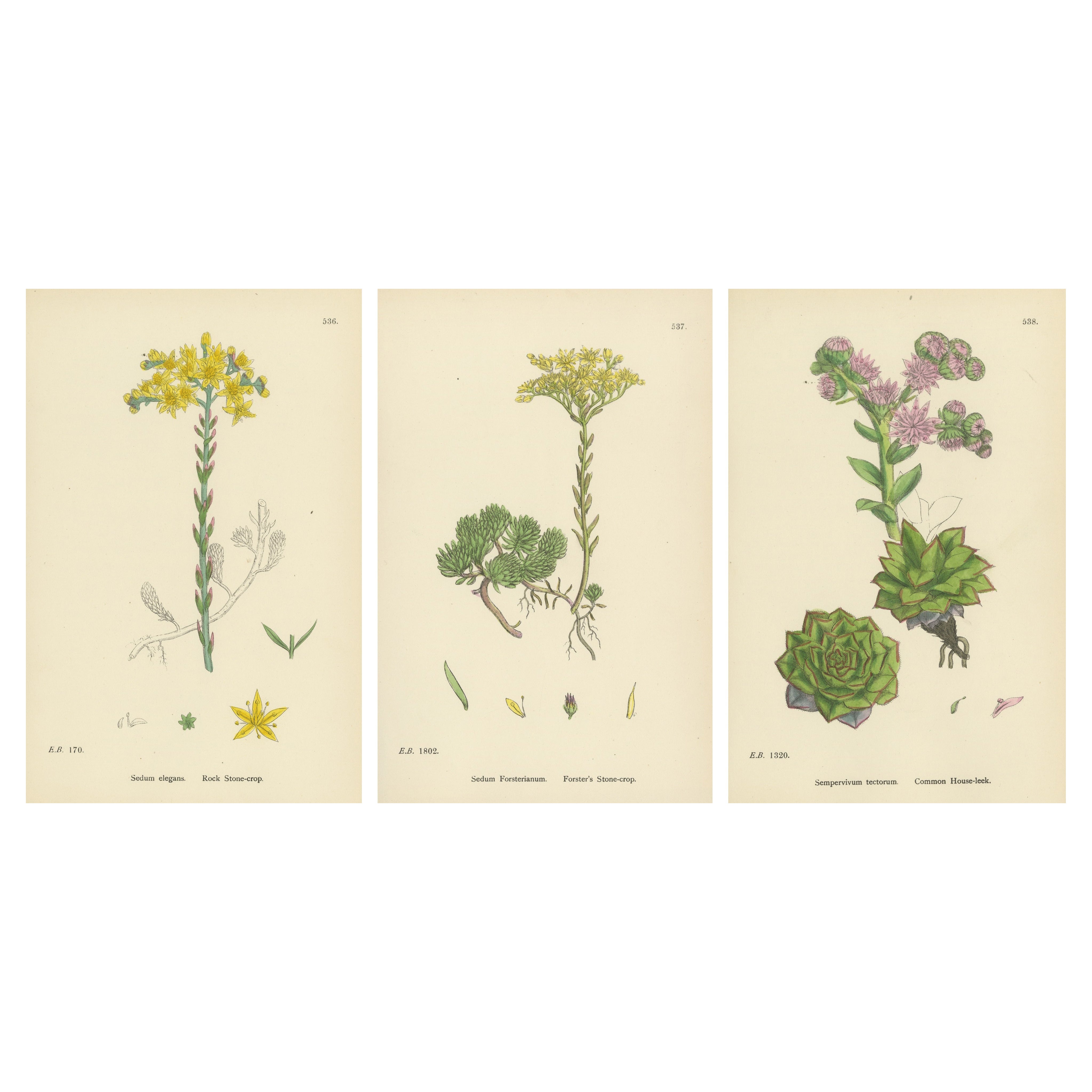 Incisioni botaniche di Rock e Forster con porro domestico, 1902