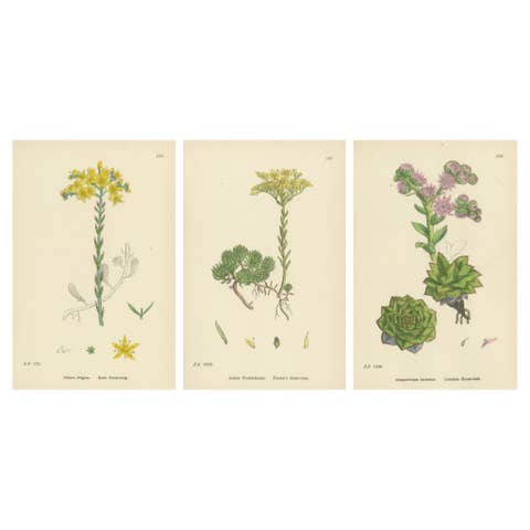 Botanical Engravings of Rock and Forster’s Stone-Crop with House-Leek, 1902