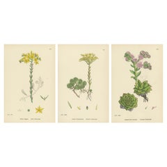 Antique Botanical Engravings of Rock and Forster’s Stone-Crop with House-Leek, 1902