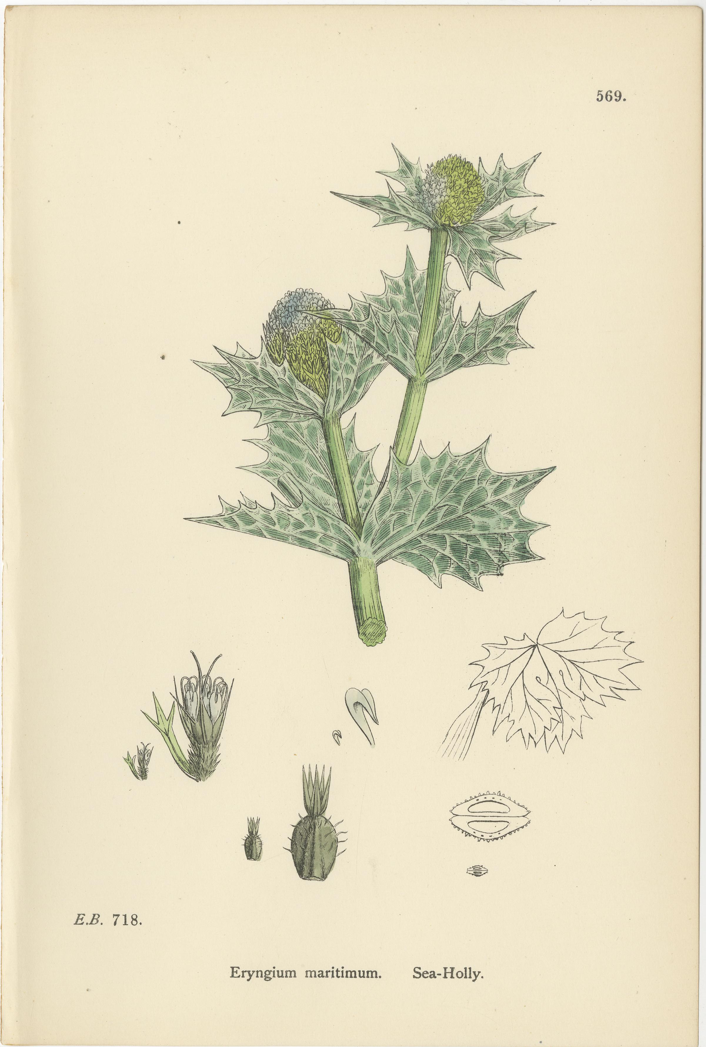 Incisioni botaniche colorate a mano di olivastro, erinco di campo e cicuta d'acqua, 1902

Descrizione:
Questo sorprendente trio di incisioni botaniche colorate a mano del 1902 presenta tre specie straordinarie: Eryngium maritimum (Eryngium