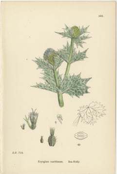 Botanical Engravings of Sea-Holly, Field Eryngo, and Water Hemlock, 1902