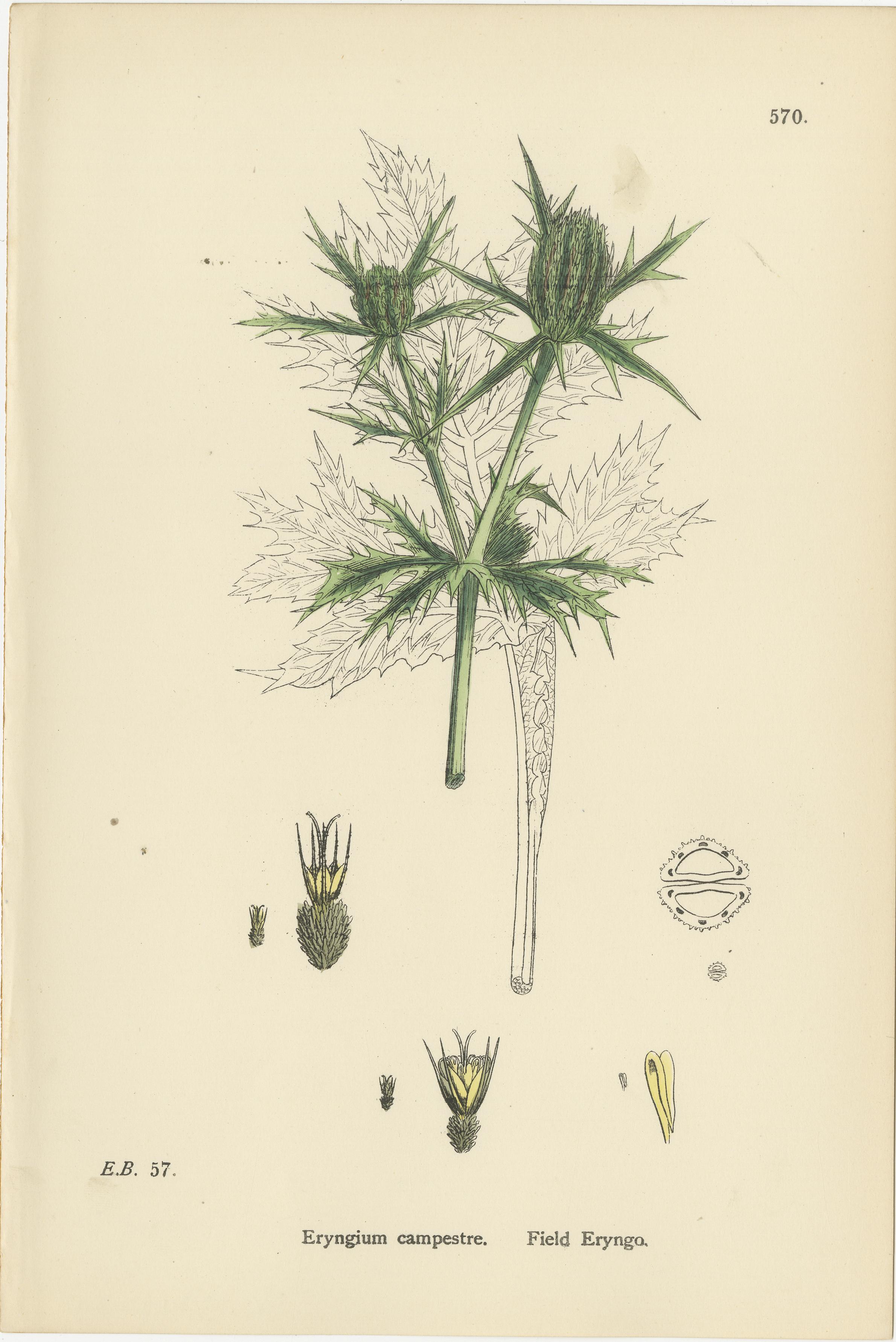 Britannico Incisioni botaniche di olivastro, erinco di campo e cicuta d'acqua, 1902 in vendita