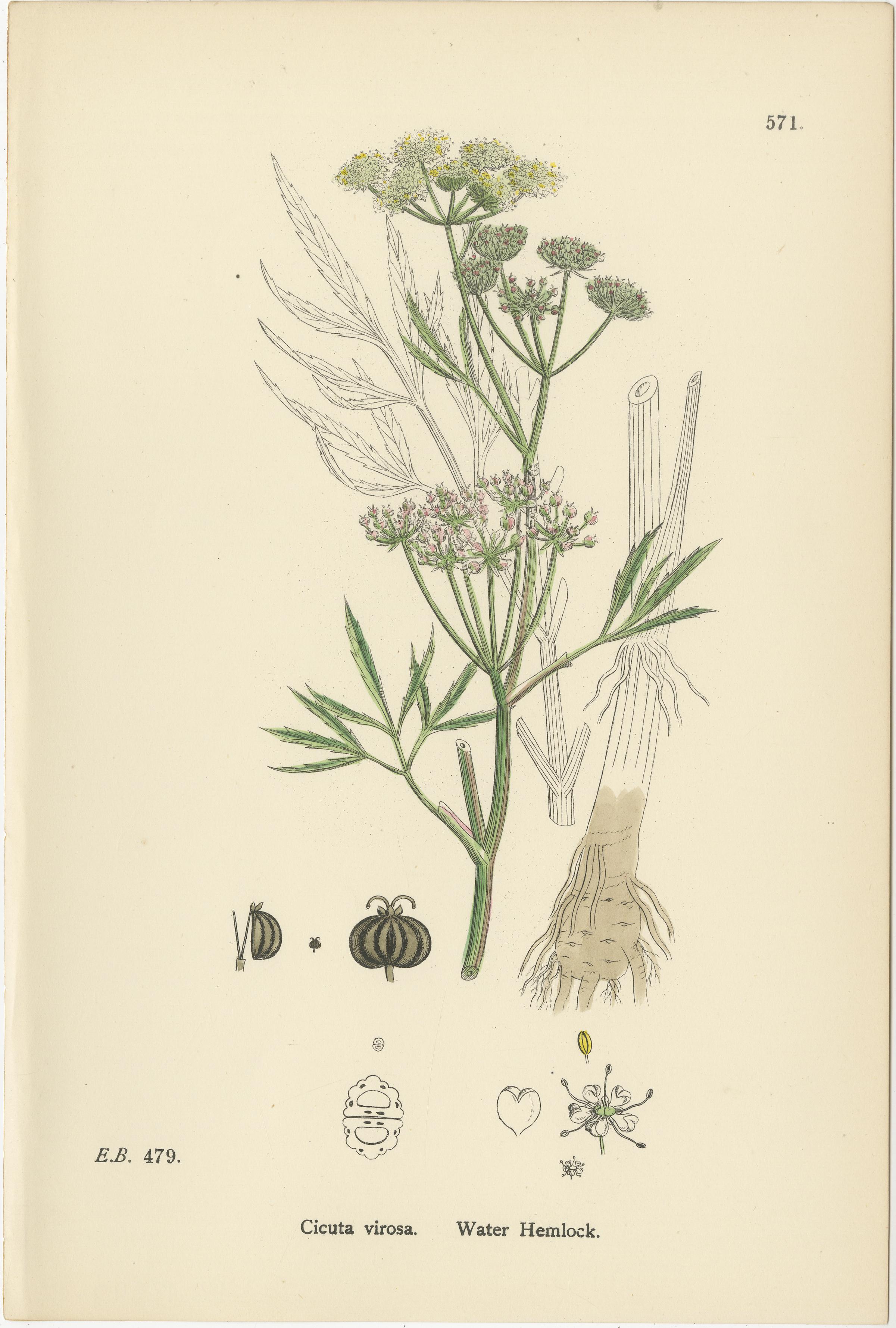 Incisioni botaniche di olivastro, erinco di campo e cicuta d'acqua, 1902 In condizioni buone in vendita a Langweer, NL