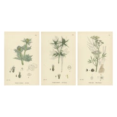 Botanical Engravings of Sea-Holly, Field Eryngo, and Water Hemlock, 1902