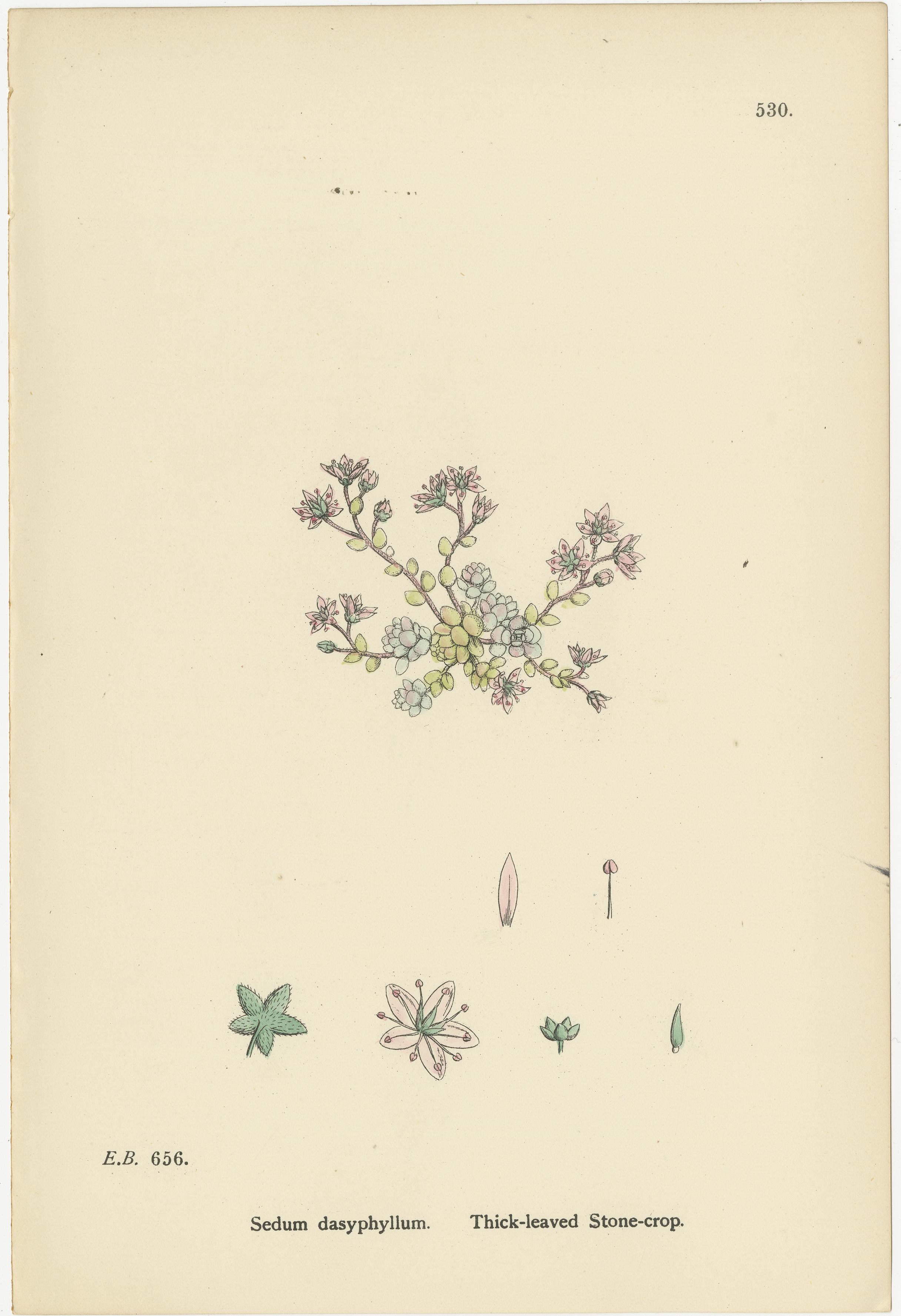 Titolo: Incisioni botaniche colorate a mano di colture a foglia spessa, inglesi e di drupacee, 1902

Descrizione:
Questo bellissimo trio di incisioni botaniche colorate a mano del 1902 ritrae tre specie del resistente e decorativo genere *Sedum*,