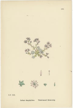 Botanical Engravings of Thick-Leaved, English, and Biting Stone-Crops, 1902