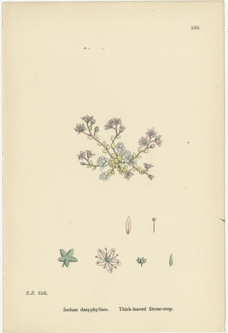 Botanical Engravings of Thick-Leaved, English, and Biting Stone-Crops, 1902, view 2