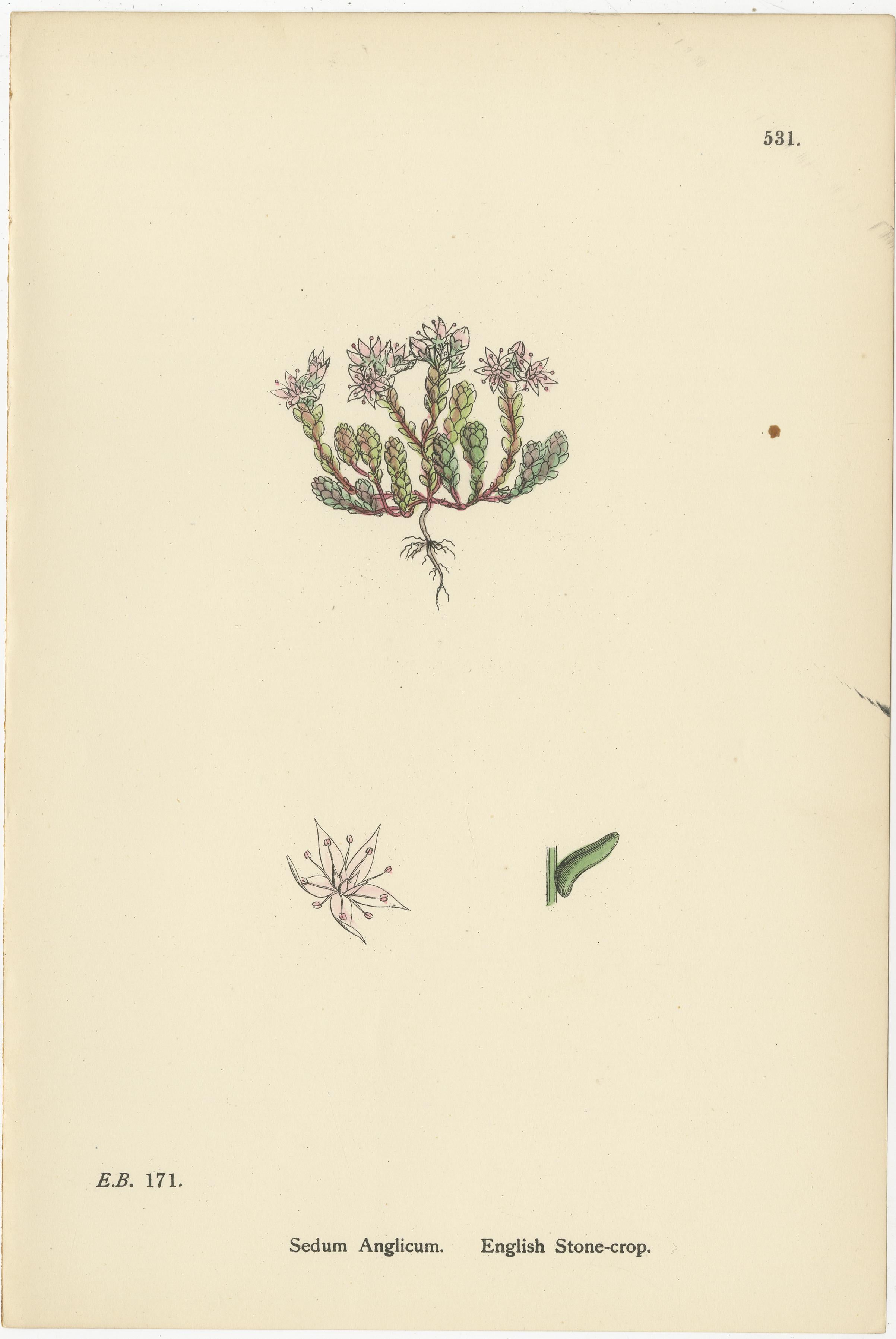 Britannico Incisioni botaniche di colture a foglia spessa, inglesi e di drupacee, 1902 in vendita