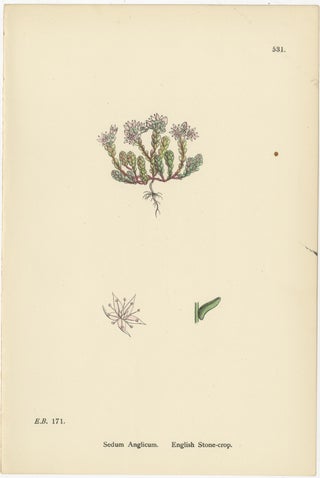 Botanical Engravings of Thick-Leaved, English, and Biting Stone-Crops, 1902, view 3