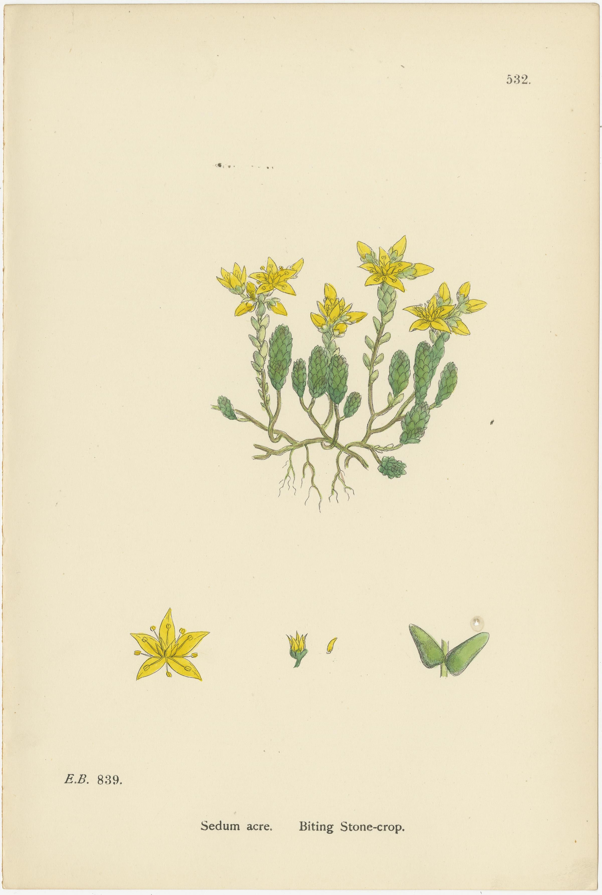 Incisioni botaniche di colture a foglia spessa, inglesi e di drupacee, 1902 In condizioni buone in vendita a Langweer, NL