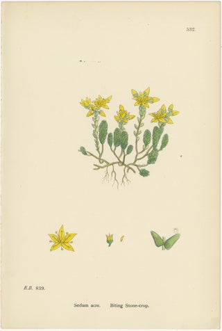 Botanical Engravings of Thick-Leaved, English, and Biting Stone-Crops, 1902, view 4