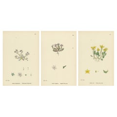 Botanical Engravings of Thick-Leaved, English, and Biting Stone-Crops, 1902