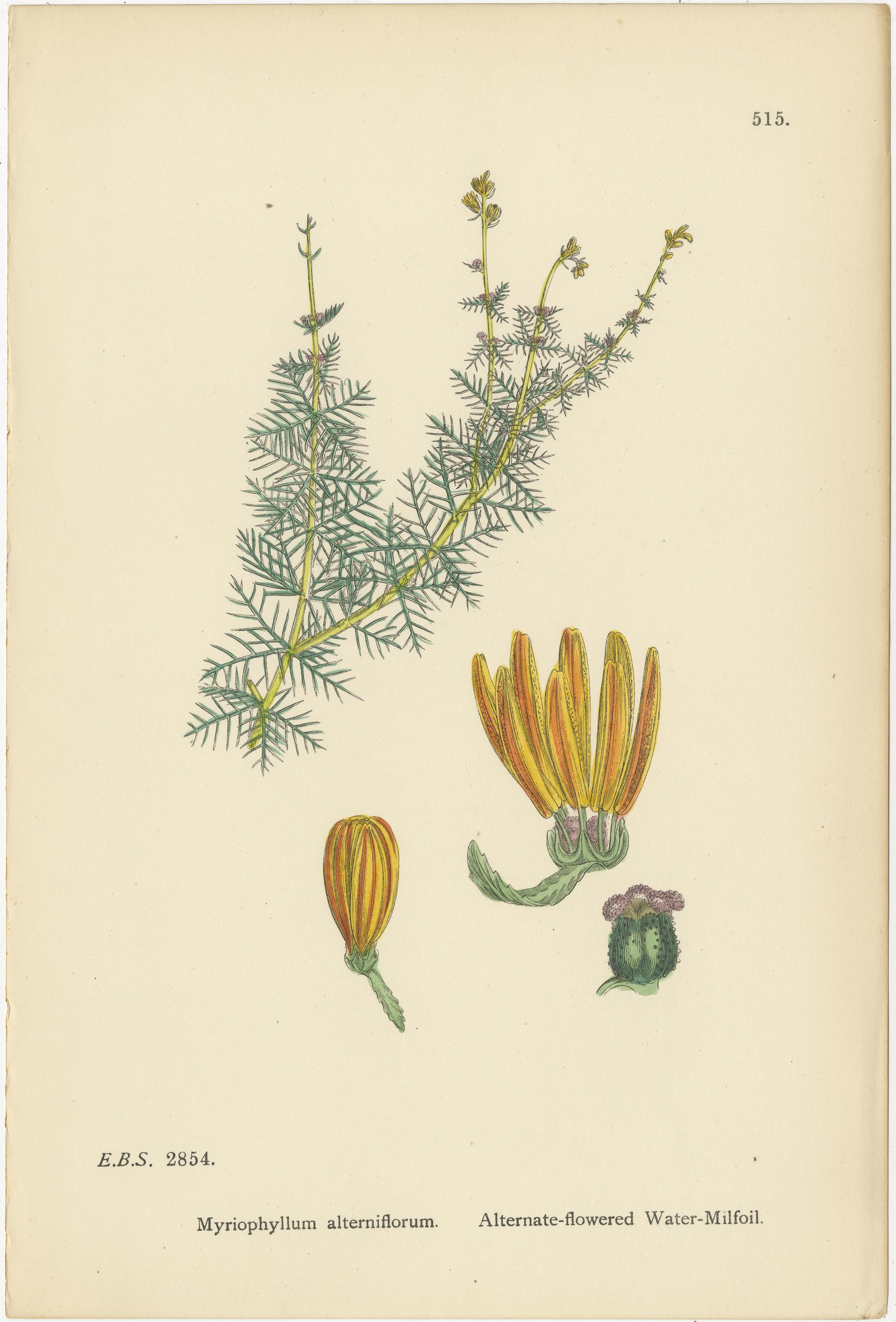 Titolo: Incisioni botaniche colorate a mano di millefoglio, coda di cavallino e tanaceto rosso, 1902

Descrizione:
Questo elegante trio di incisioni botaniche colorate a mano del 1902 presenta un affascinante studio delle piante acquatiche e