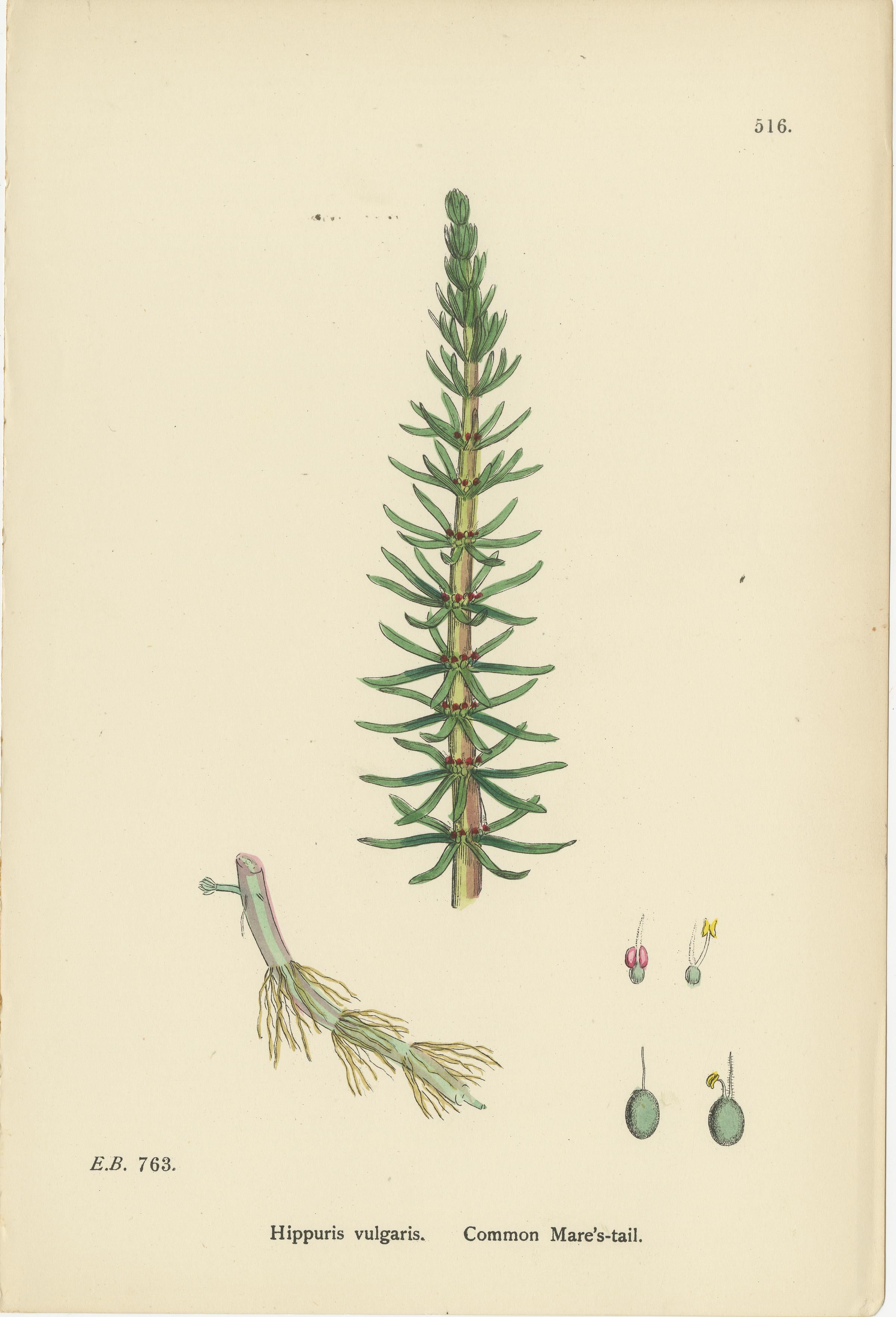 Britannico Incisioni botaniche di millefiori, coda cavallina e tanaceto rosso, 1902 in vendita