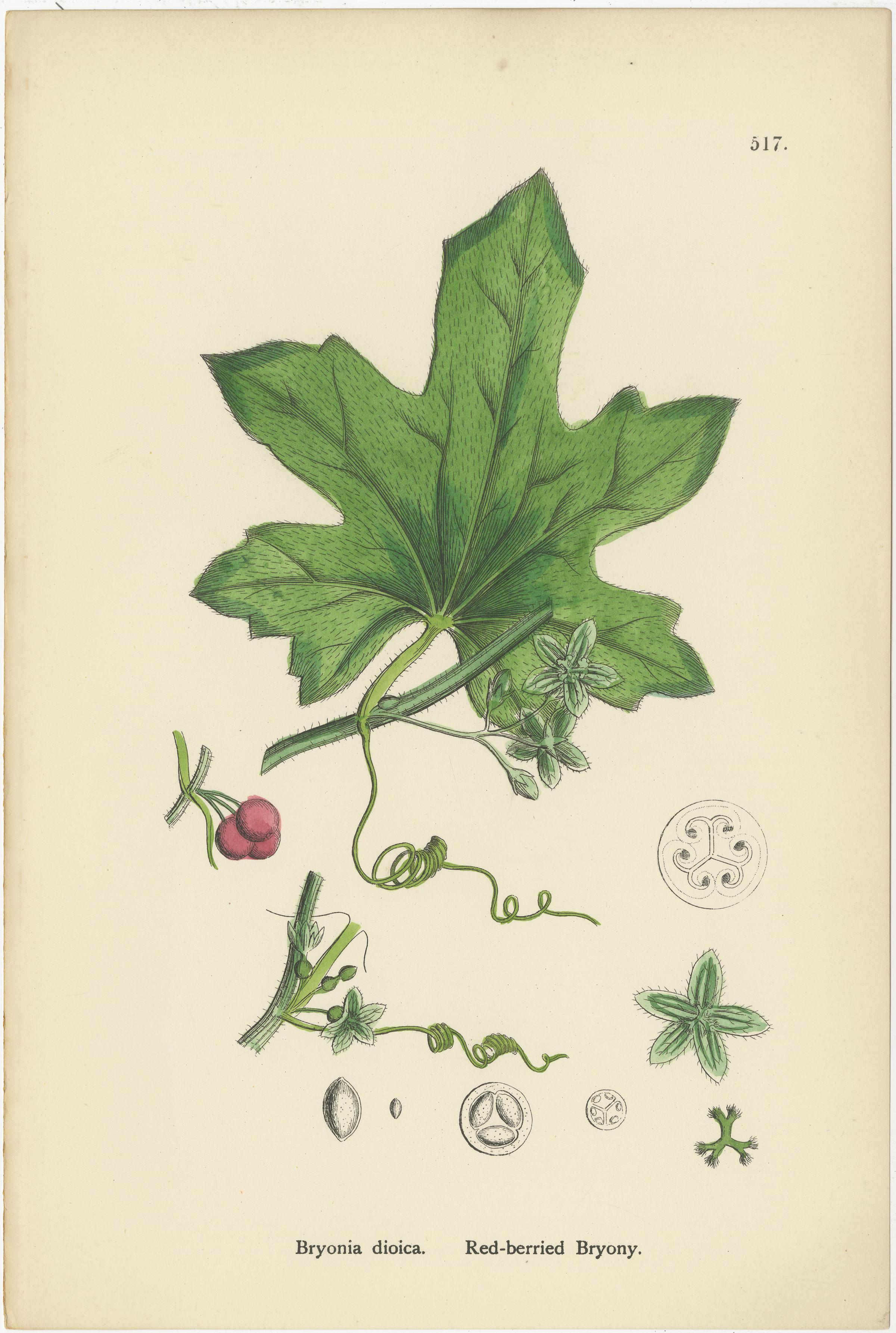 Incisioni botaniche di millefiori, coda cavallina e tanaceto rosso, 1902 In condizioni buone in vendita a Langweer, NL