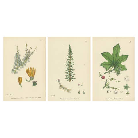 Botanical Engravings of Water-Milfoil, Mare’s-tail, and Red-Berried Bryony, 1902