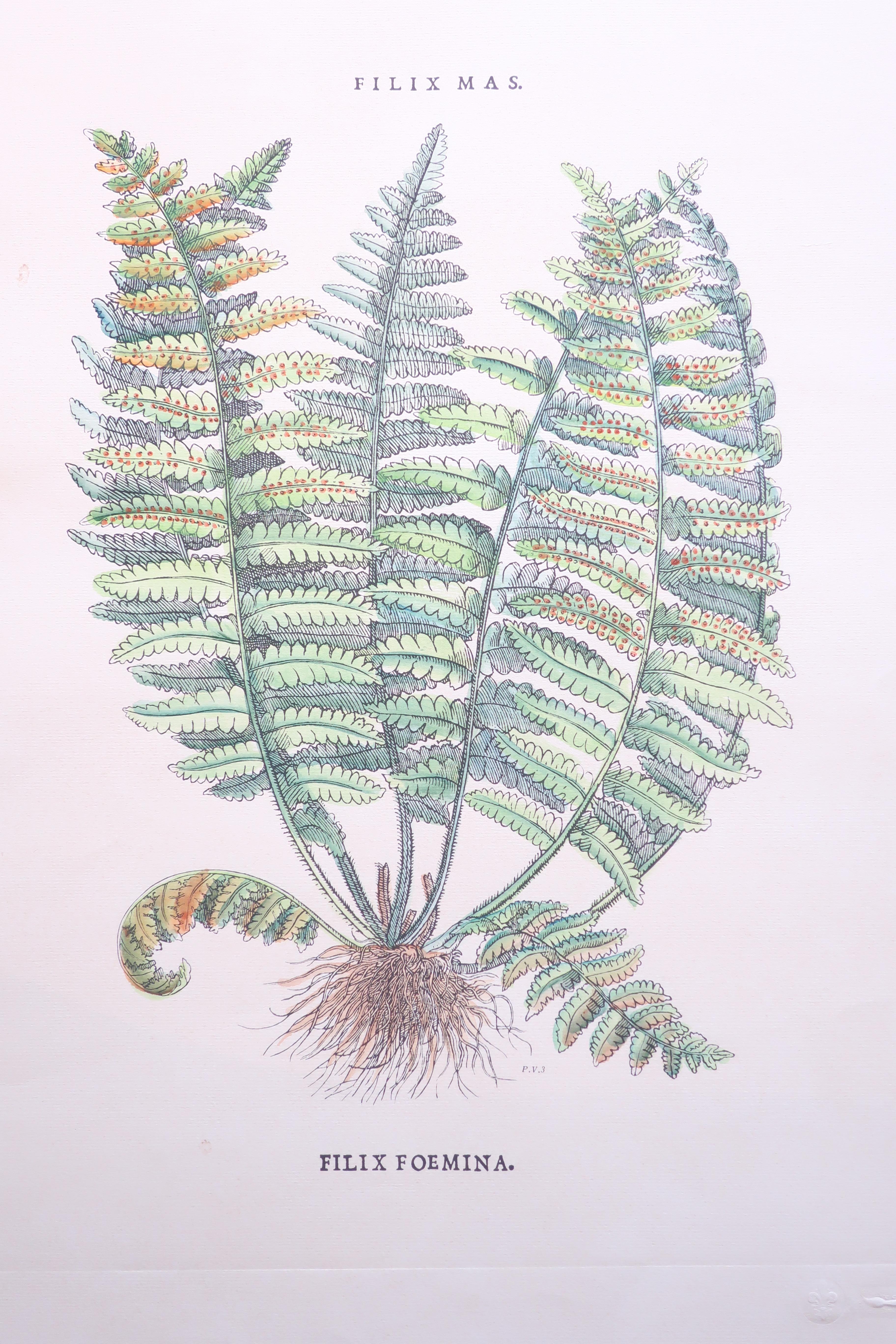 Collection of twenty six botanical fern prints with makers stamp customized to your choice of frame, matting, etc. Sold in sets of 2, 4, 6 8, or 10 6 different prints available limited quantities. Price includes framing.
    