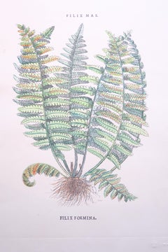 Botanical Fern Prints, Collection of Twenty-Six Botanical Framed Fern Prints