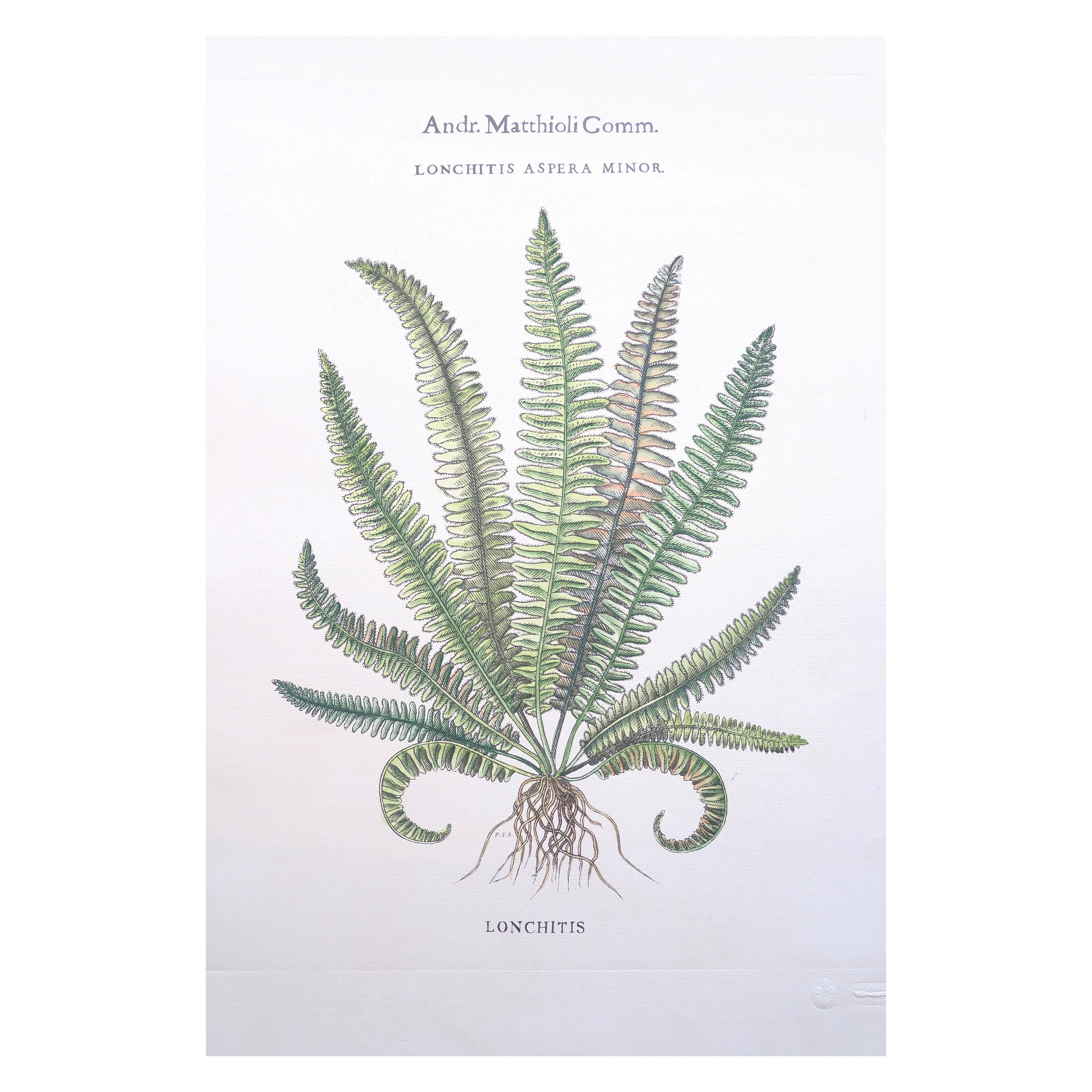Botanical Fern Prints, Collection of Twenty-Six Botanical Framed Fern Prints