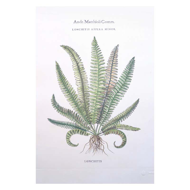 Botanical Fern Prints, Collection of Twenty-Six Botanical Framed Fern ...