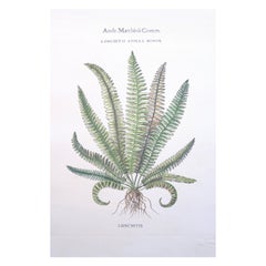 Retro Botanical Fern Prints, Collection of Twenty-Six Botanical Framed Fern Prints