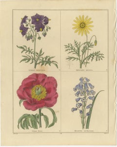 Botanical Flower Engravings from The Botanic Garden, London 1836