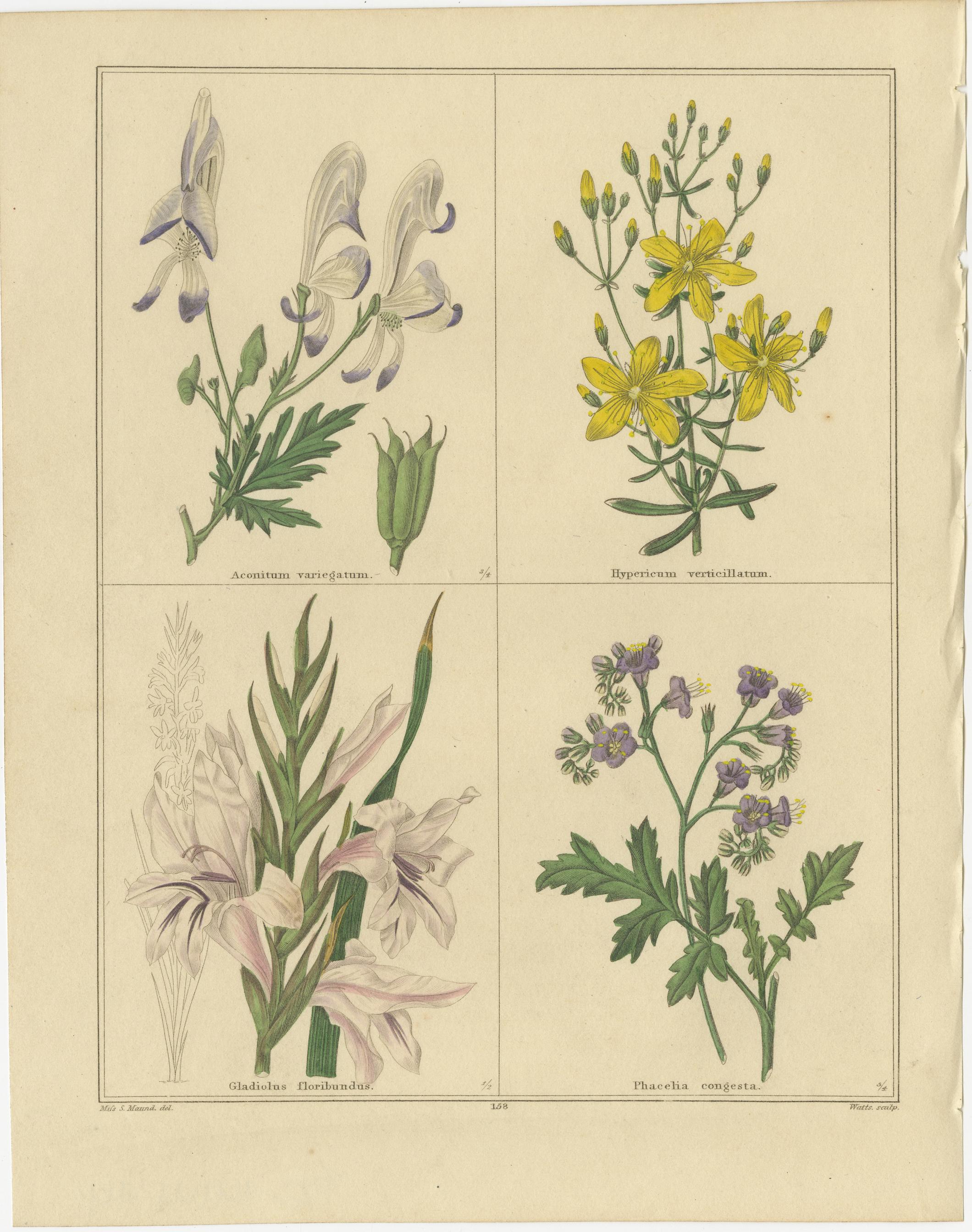 Britannico Incisioni di fiori botanici da The Botanic Garden, Londra 1836 in vendita