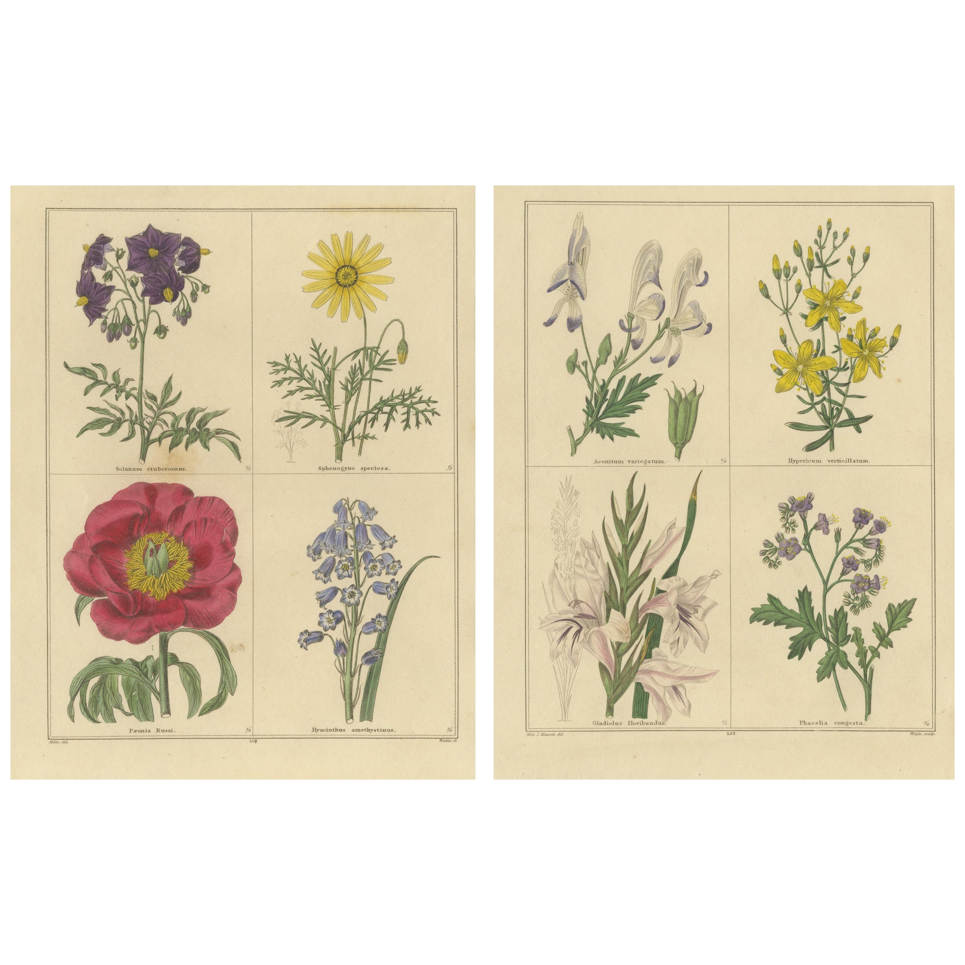 Gravures botaniques de fleurs du jardin botanique de Londres 1836