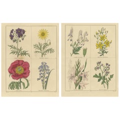 Botanical Flower Engravings from The Botanic Garden, London 1836