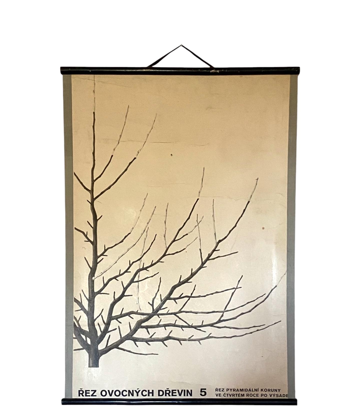 Lehrtafel zum Beschneiden von Obstbäumen

Tschechoslowakei 1960er Jahre

Papier

100 x 70 cm

Zustand: gut, dem Alter und der Nutzung entsprechend