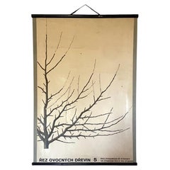 Botanical Fruit tree pruning school poster, Czechoslovakia 1960s