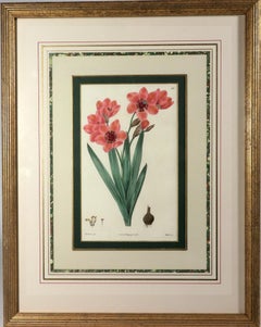 Botanischer Handkolorierter Kupferstich von Edward Dalton Smith
