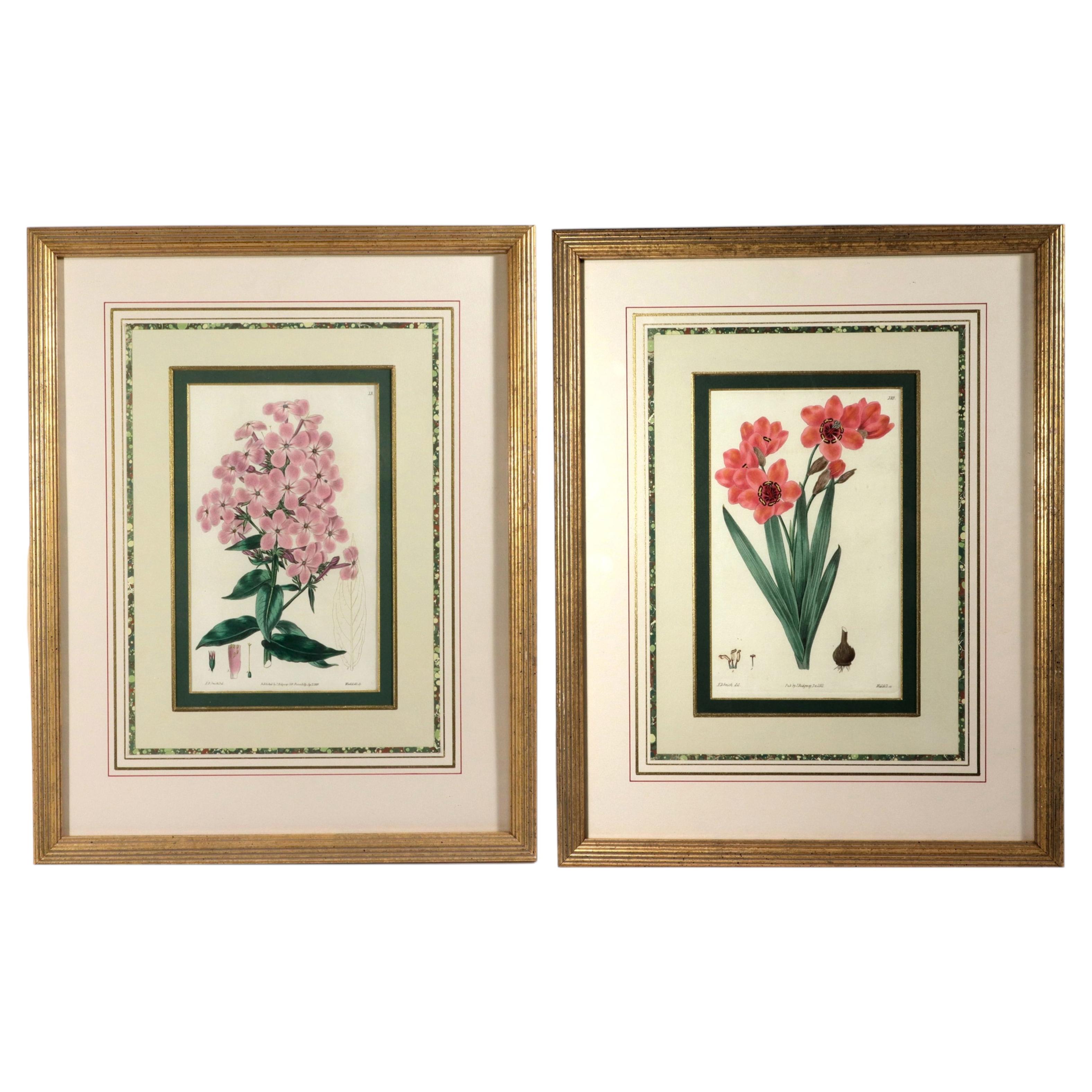 Botanical Hand-colored Copperplate engraving by Edward Dalton Smith