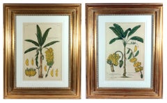 Botanical Hand-colored Engraving of Banana Plants, Georg Eberhard Rumphius