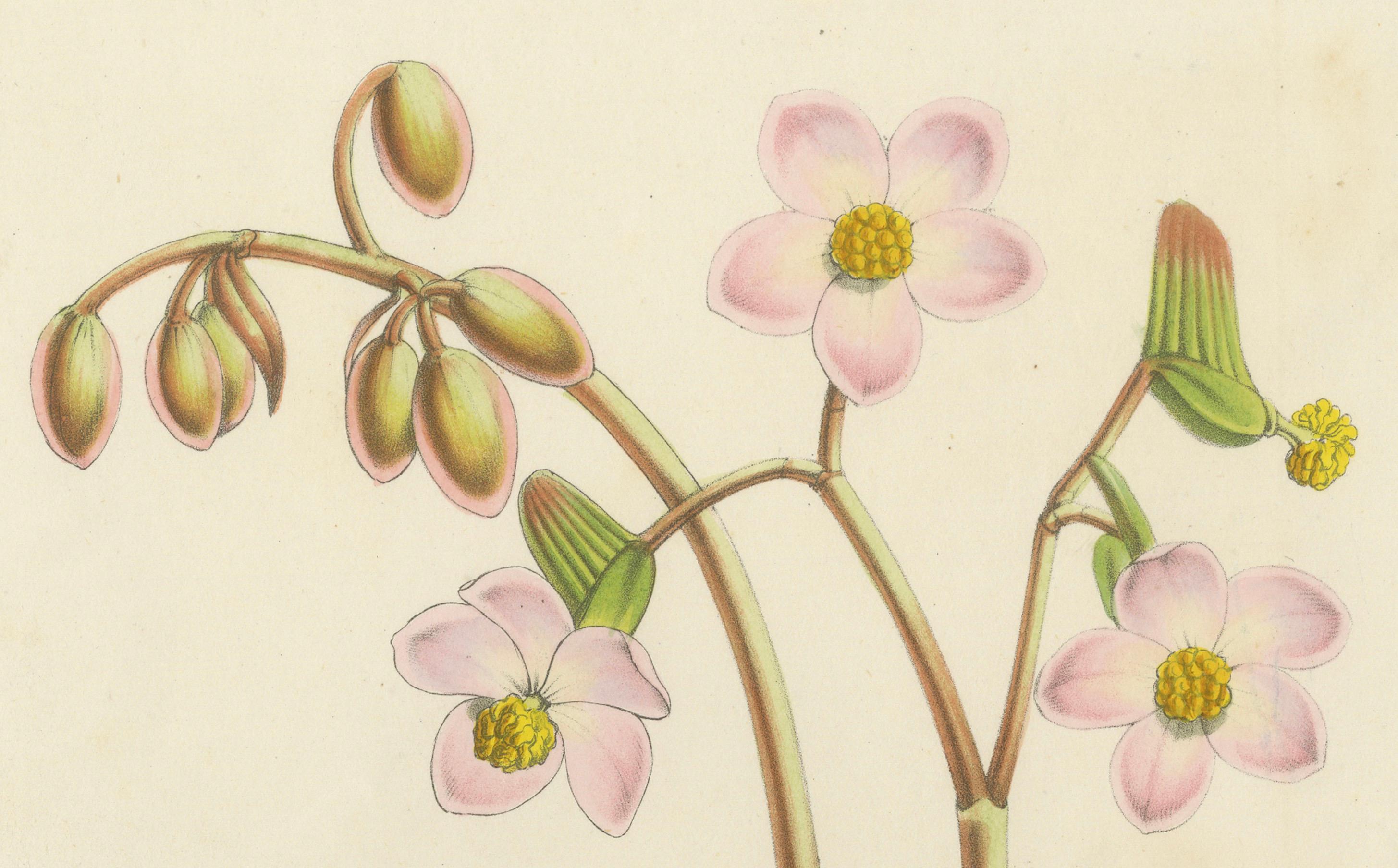 Ilustración botánica de Begonia rex con flores, 1854-1855 Impresión litográfica

Esta exquisita litografía con coloreado original a mano presenta la planta Begonia rex, conocida comúnmente en inglés como 