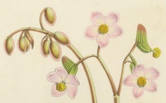Botanical Illustration of Begonia Rex with Flowers, 1854-1855 Lithograph Print