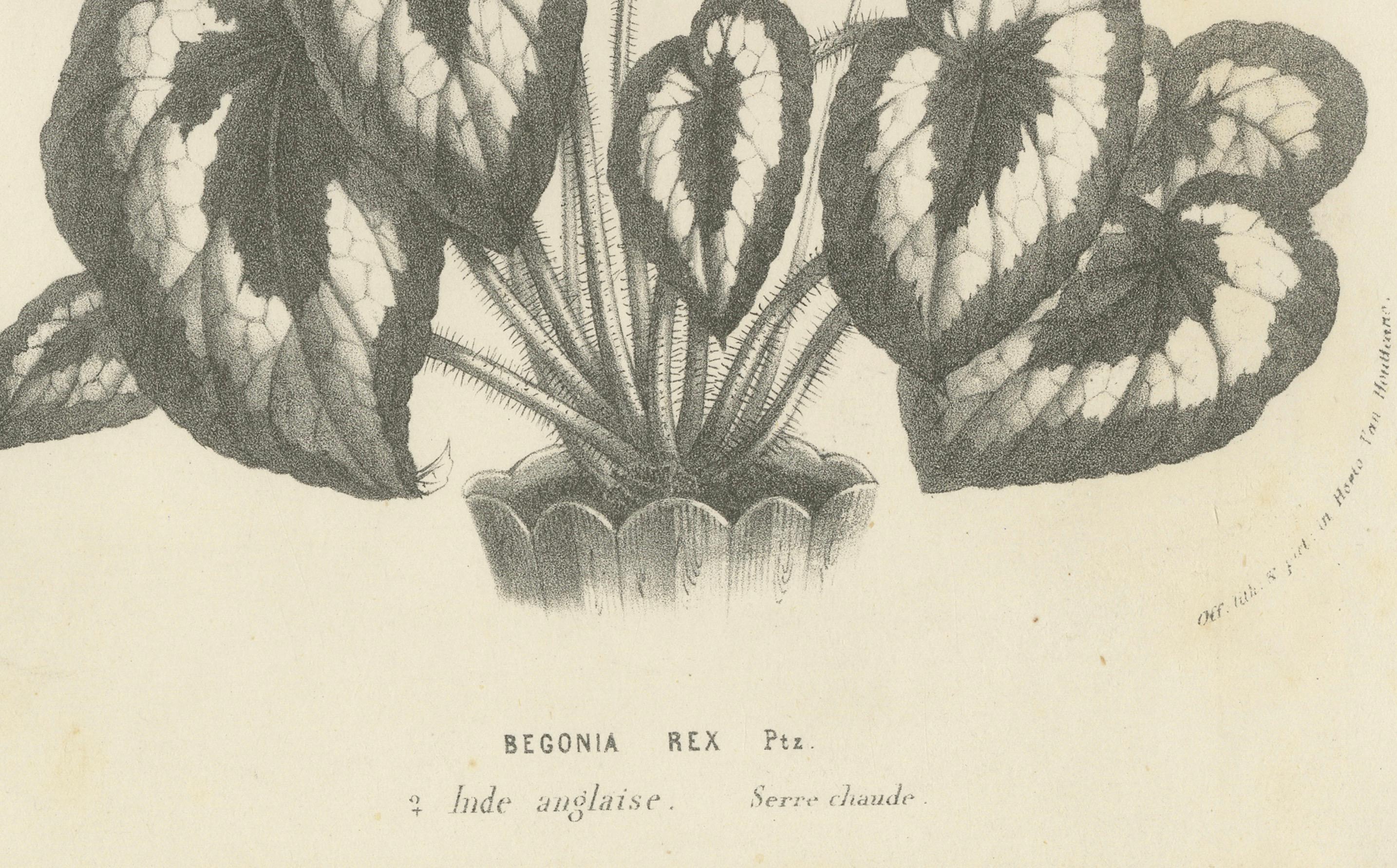 Ilustración botánica de Begonia Rex con flores, 1854-1855 Impresión litográfica en Bueno estado para la venta en Langweer, NL