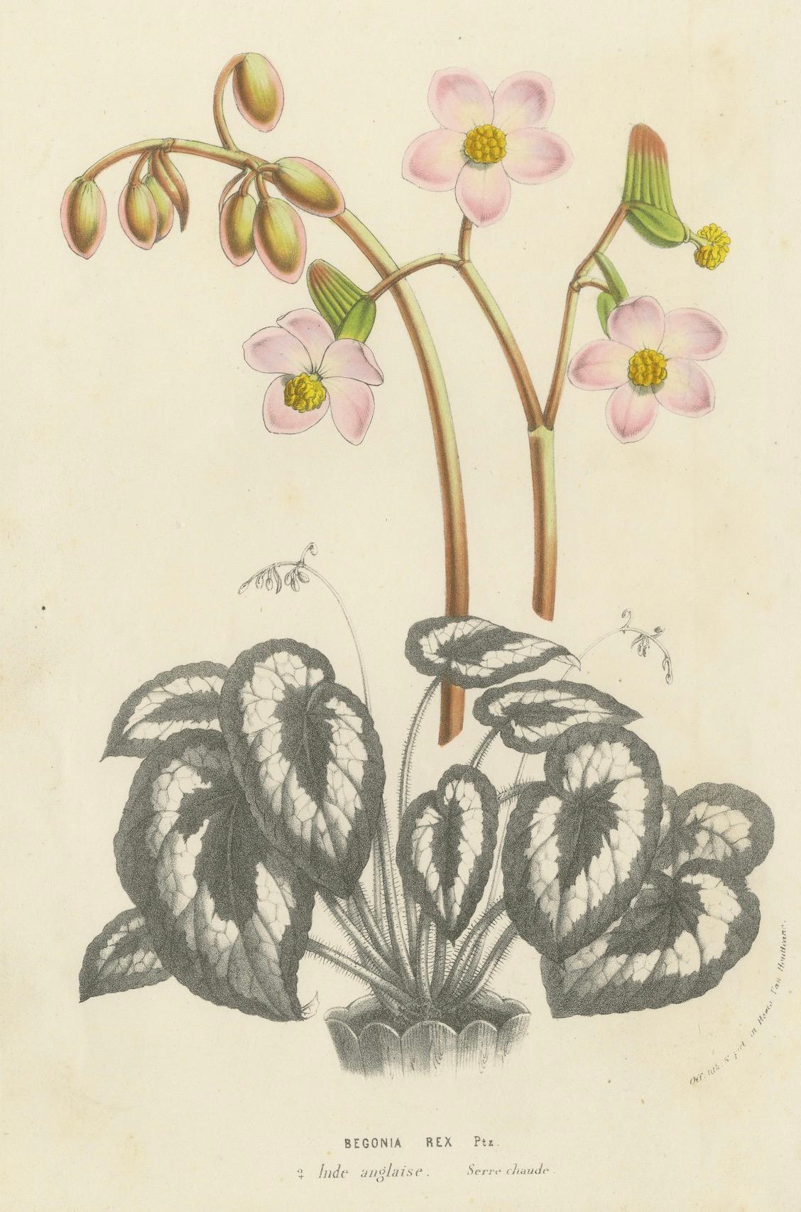 Ilustración botánica de Begonia Rex con flores, 1854-1855 Impresión litográfica Mediados del siglo XIX en venta