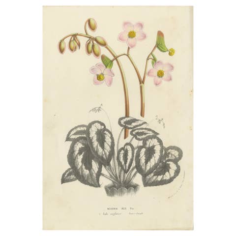 Botanical Illustration of Begonia Rex with Flowers, 1854-1855 Lithograph Print